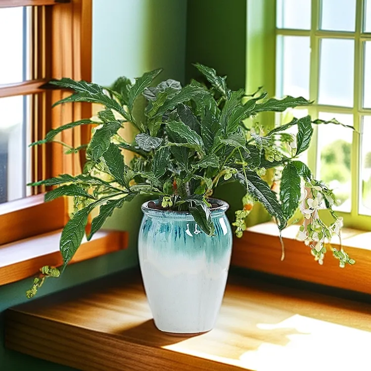 垂丝茉莉花盆栽花卉植物室内花四季常绿美观芳香开花客厅桌面树苗