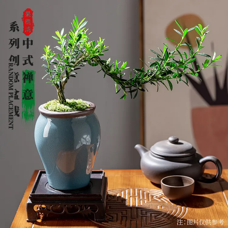 悬崖黄杨造型盆栽植物室内外四季青美观好养茶桌摆件客厅桌面绿植