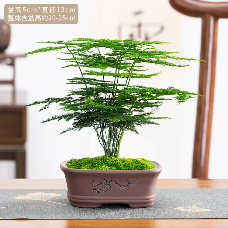 小文竹盆栽茶桌摆件小盆景植物室内花四季常绿美观客厅办公室桌面