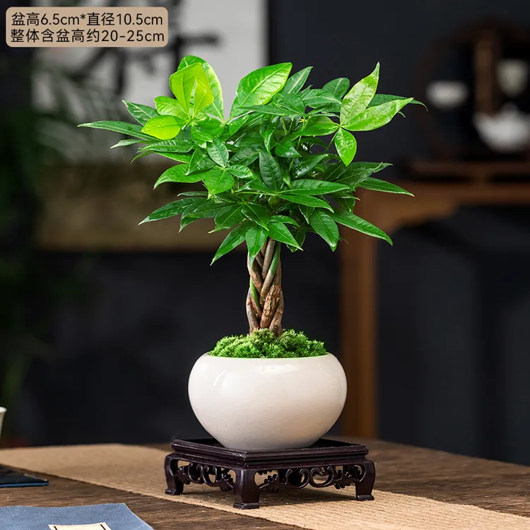 发财树盆栽室内植物花卉培育造型四季常绿客厅办公室桌面甄选绿植