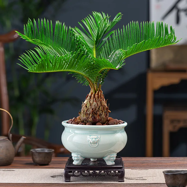 铁树盆栽苏铁植物花卉室内花四季常青树苗客厅办公室桌面绿植盆景