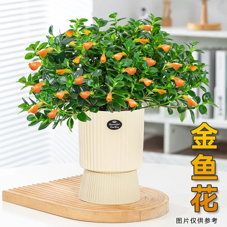 金鱼吊兰盆栽花卉植物室内花四季常青开花美观客厅办公室桌面花草