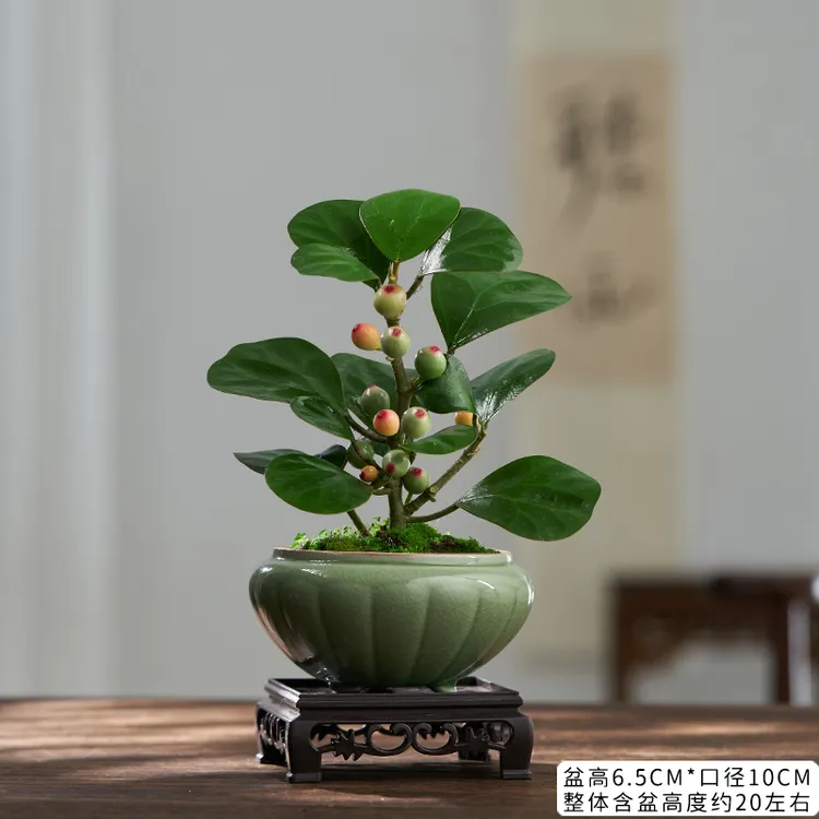 小盼菩提树植物结果室内花四季常青树客厅办公室桌面绿植花卉盆景