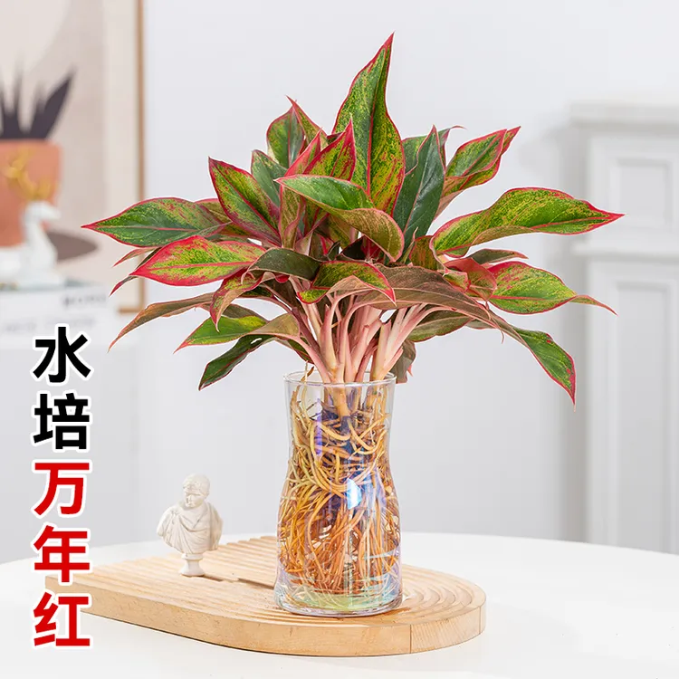 水培万年红盆栽水养植物室内花四季红美观花卉盆景客厅办公室桌面
