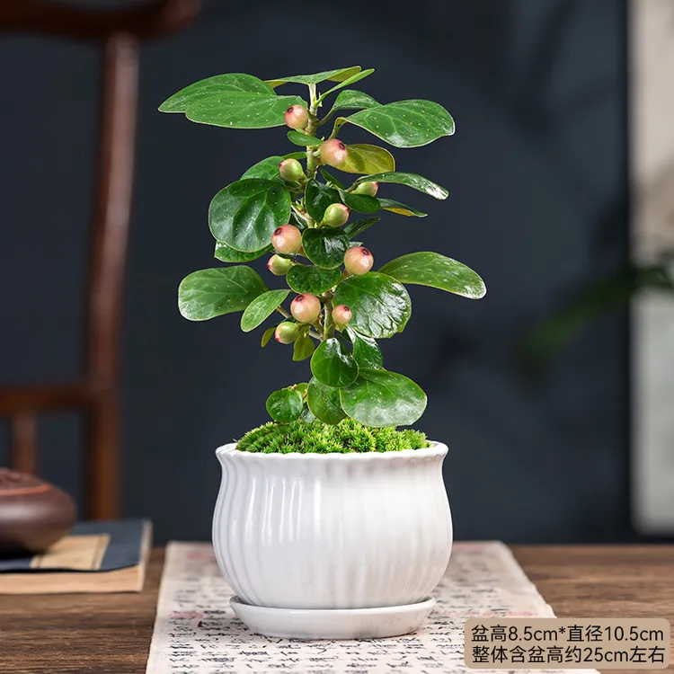 小盼菩提树盆栽带果发货花卉植物室内花四季青美观客厅办公室桌面