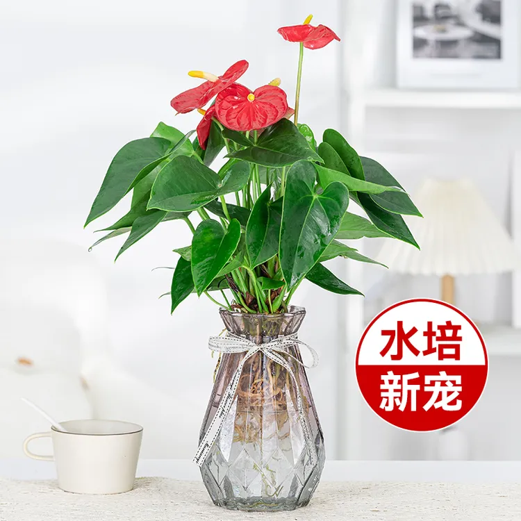 红掌盆栽带花水培水养花卉植物室内花四季常青客厅办公室桌面绿植