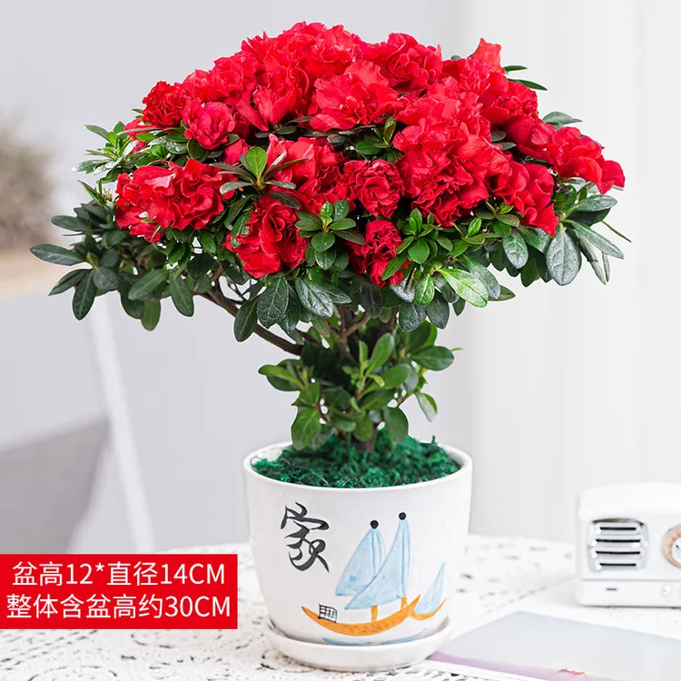 红色杜鹃花盆栽带花苞花卉植物室内花四季青美观客厅阳台办公室花