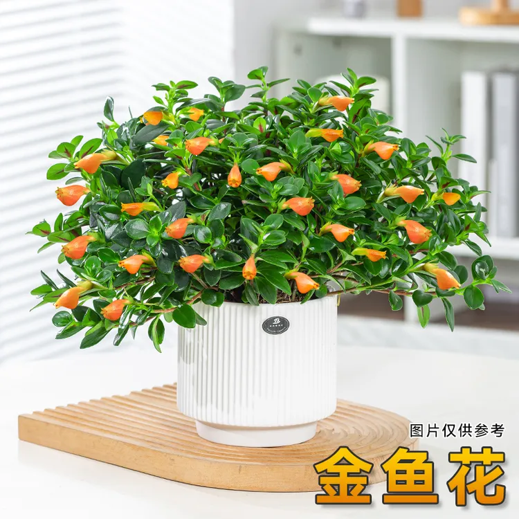 橙色金鱼花盆栽花卉植物室内花四季青开花易活客厅办公室桌面花草