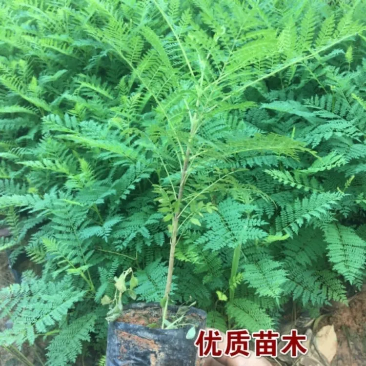 网红珍贵蓝花楹树苗室内外盆栽地栽客厅庭院热带观花观叶好养绿植