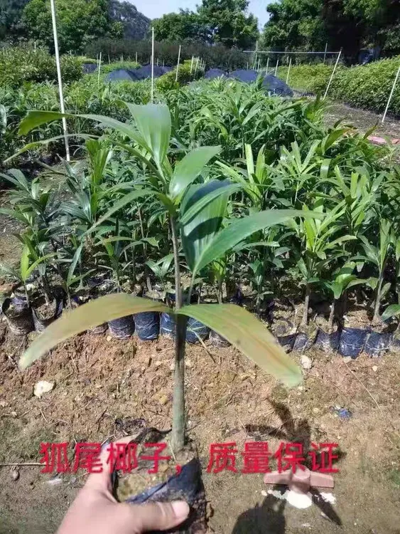 澳大利亚狐尾椰子苗四季常绿观叶植物棕榈科狐尾椰苗庭院花园盆栽