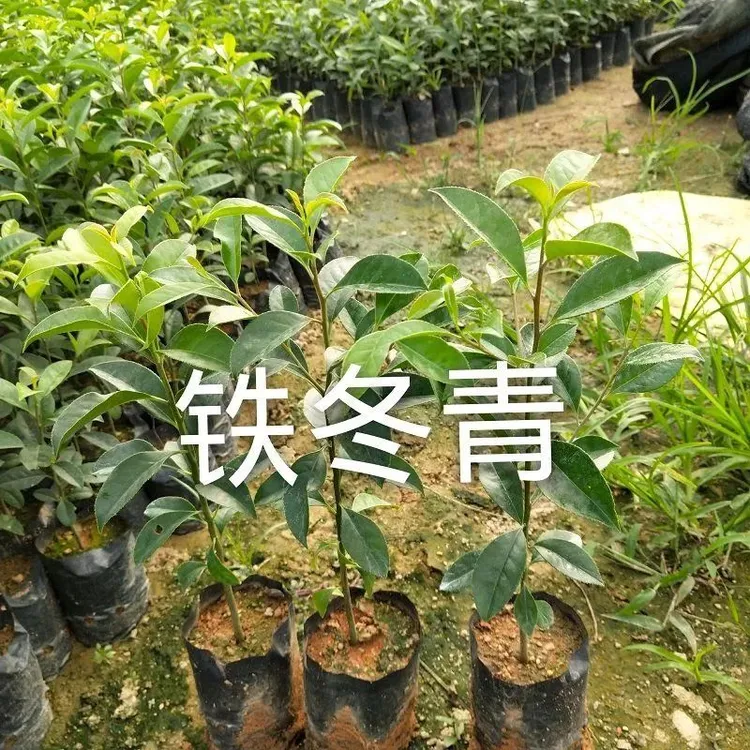 万紫千红铁冬青白银香树苗庭院室外耐寒植物四季常青风景树绿植物
