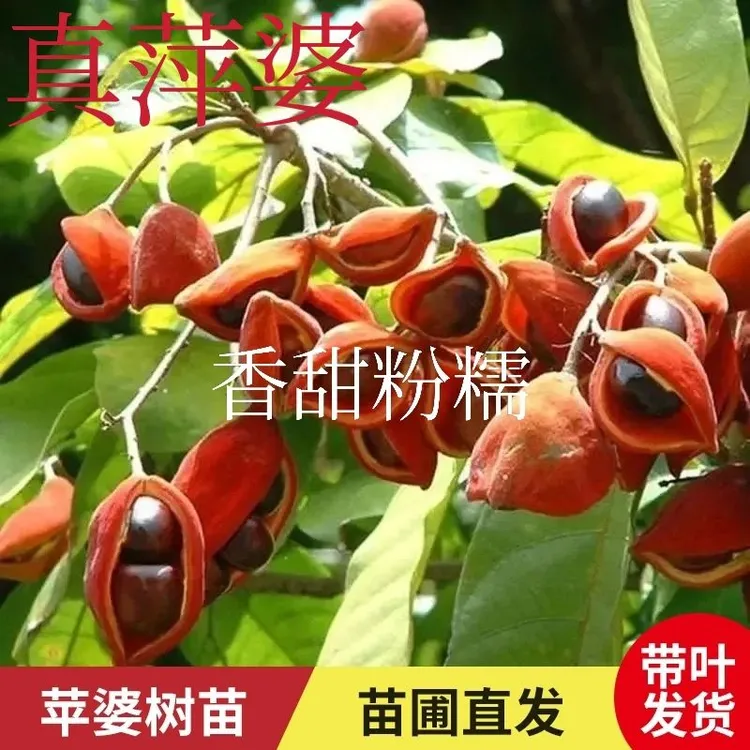正宗真萍婆凤眼果小袋苗百子千孙禄旺苗九层皮苗富贵子苗地栽植物