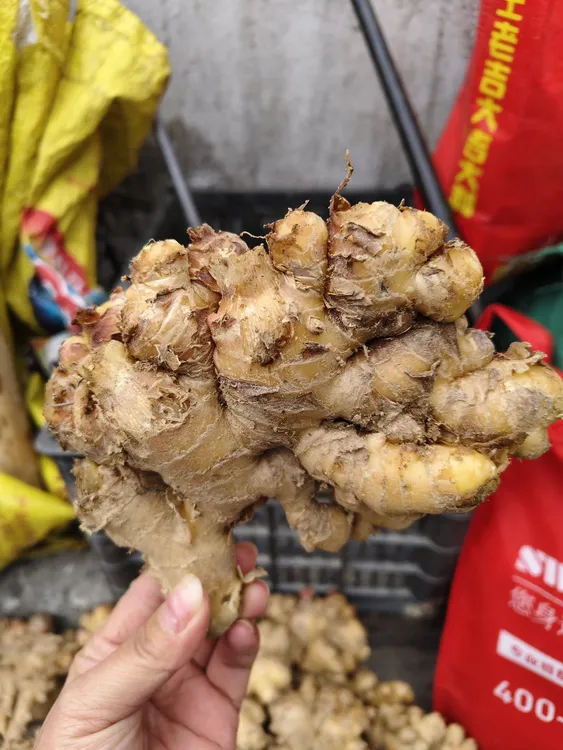 广西柳州三江本地老姜生姜