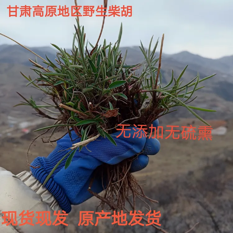 甘肃野生北柴胡   黑柴胡原产地发货250—500克包邮