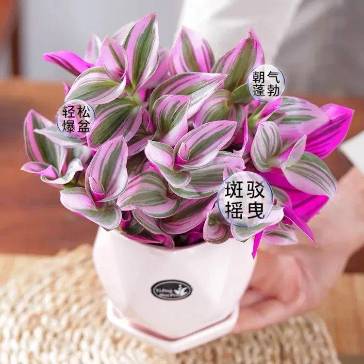 油画婚礼吊兰盆栽阳台客厅多肉锦吊兰观叶植物好养易活花卉绿植