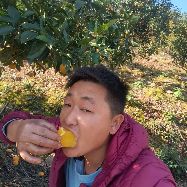 湖南安化冰糖橙新鲜橙子水果当季整箱现摘现发