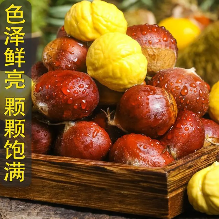 云南2025新鲜生板栗1-5斤甜糯现摘栗子去毛球油栗香甜野生难剥皮