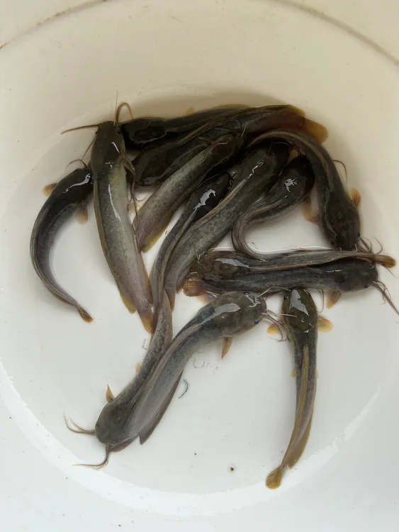 本地塘鲺鱼苗胡子鲶鱼苗塘苗塘角鱼苗土塘鲺鱼苗皇妃1号淡水养殖