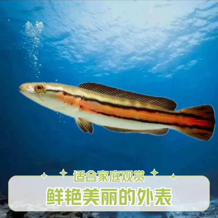 大铅笔鱼雷龙黑魔神雷龙猛鱼铅笔多曼雷龙包邮好养精品发货