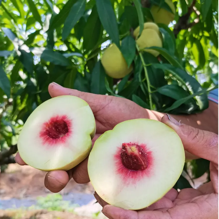 湖南澧县本地农户自种红心白肉脆蜜桃5斤/9斤（净重）