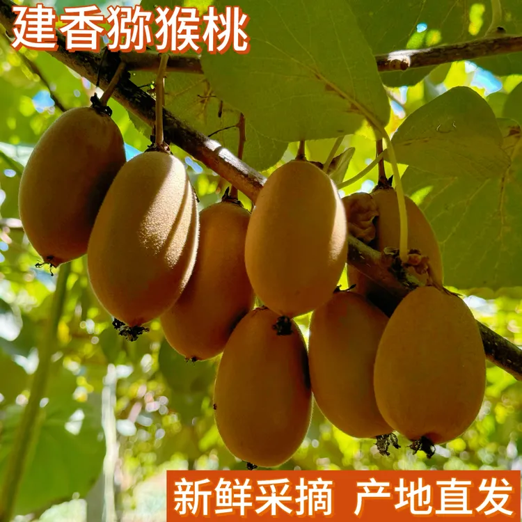 湖北恩施应季水果黄心猕猴桃果香浓郁自然成熟产地直发