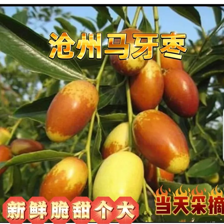 沧州马牙枣子弹头枣鲜枣长红枣脆甜冬枣马牙枣新鲜当季水果
