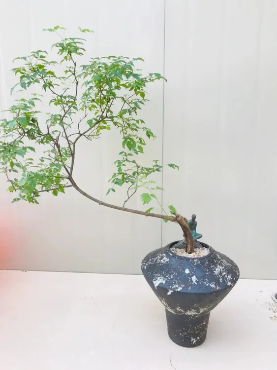 小叶黄荆  雪花荆 北方小叶