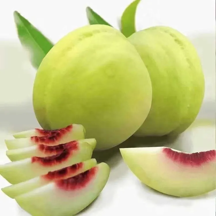 现摘脆蜜桃青皮蜜桃应季水果脆甜多汁孕妇食用小鹰嘴脆桃硬桃子