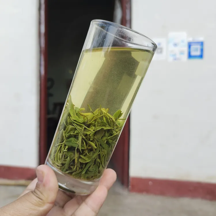 【清香谷雨口粮茶】信阳毛尖茶清香鲜爽甘甜微苦不涩老旱茶回甘好