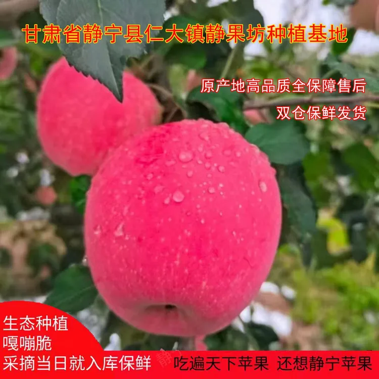 [ 静果坊]静宁苹果24产季高山晚熟红富士仁大镇原产地水果