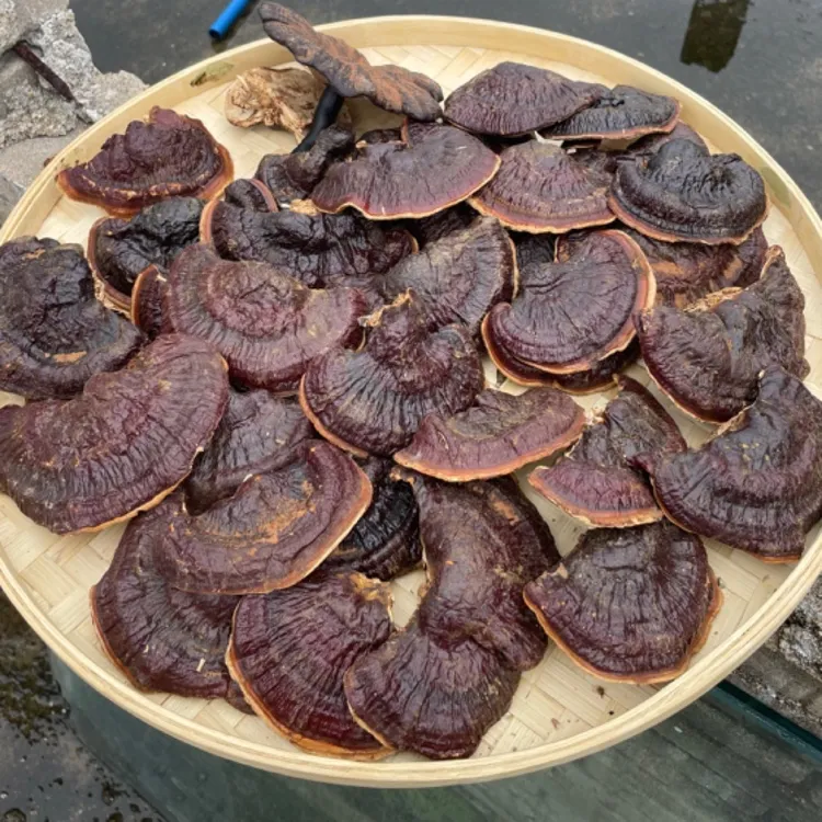 西藏高原芝芝菌煲汤煮水喝500克10克
