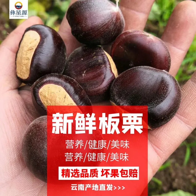 彝星源2025新货云南新鲜板栗高山老树板栗生栗甘甜油栗子香甜营养