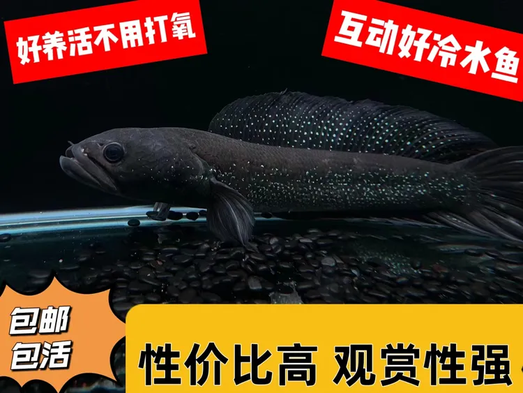 雷龙七星雷龙月鳢冷水鱼观赏鱼广温眼镜蛇新人好养懒人鱼不用打氧