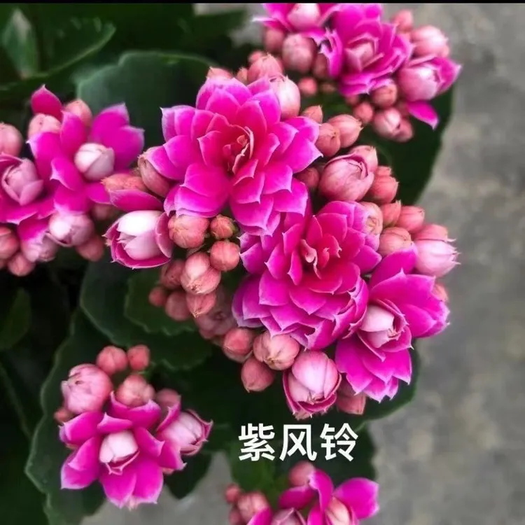 【紫风铃】彩妙长寿花110盆