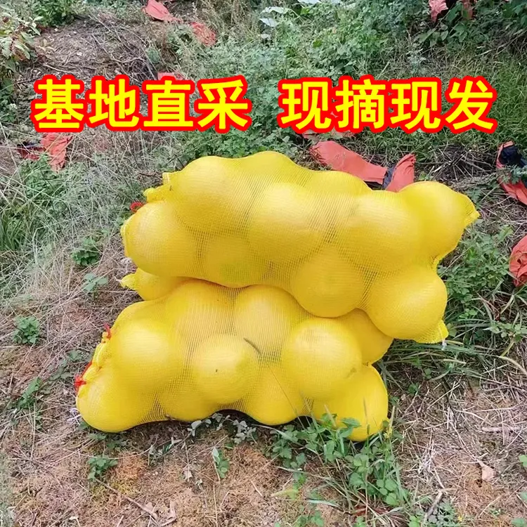 正宗江西柚子广丰马家柚批发精品好果新鲜现摘蜜柚产地直发