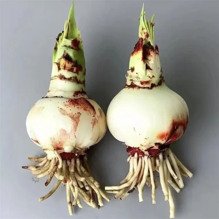 【常年开花】荷兰重瓣朱顶红种球四季开花植物室内盆栽懒人花好养活