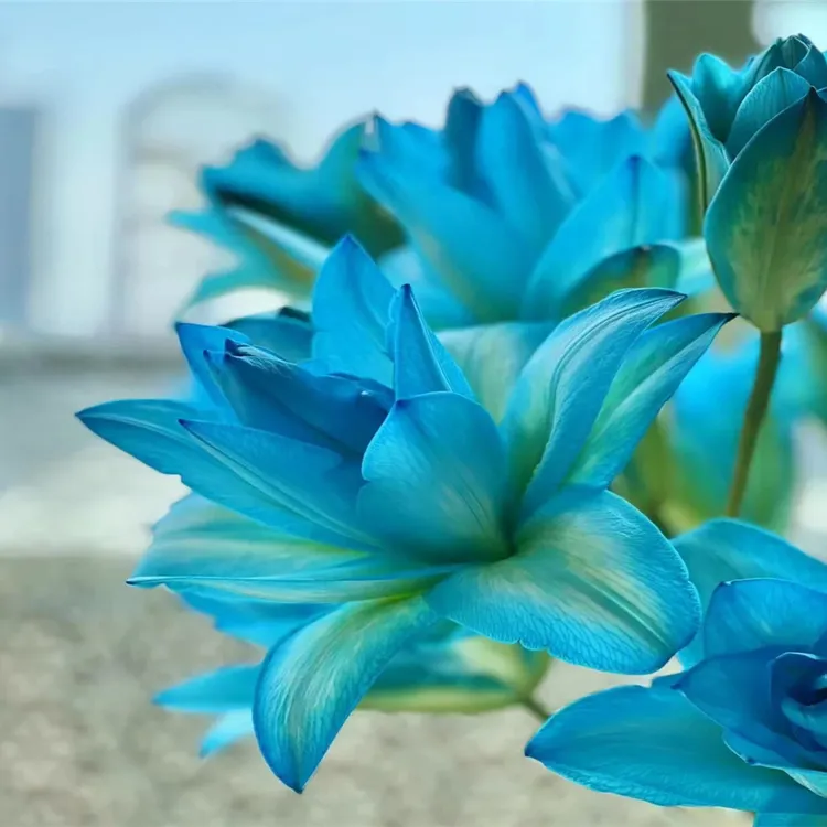 带芽带根百合大种球进口重瓣香水百合带盆带土发货花卉绿植室内外