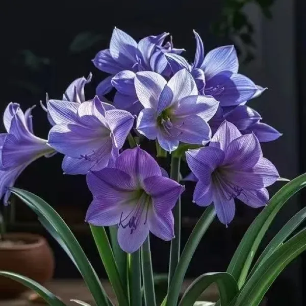 荷兰进口球朱顶红种球单重瓣大球开花球鬼魅初恋凤蝶条纹火焰黛丝