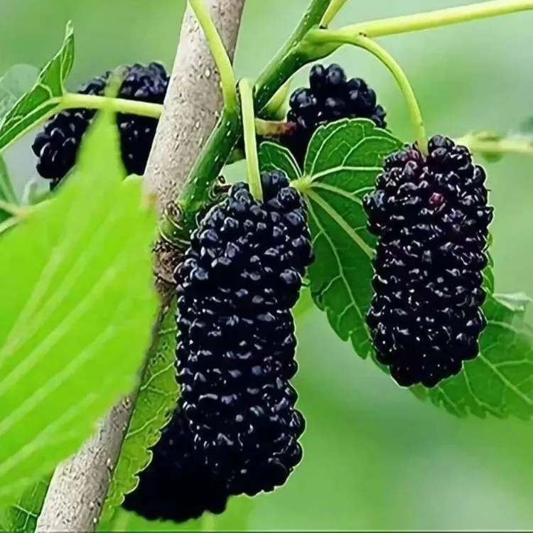 桑树苗果树苗桑葚树苗耐寒无籽大十养蚕南北方四季种植地栽盆栽