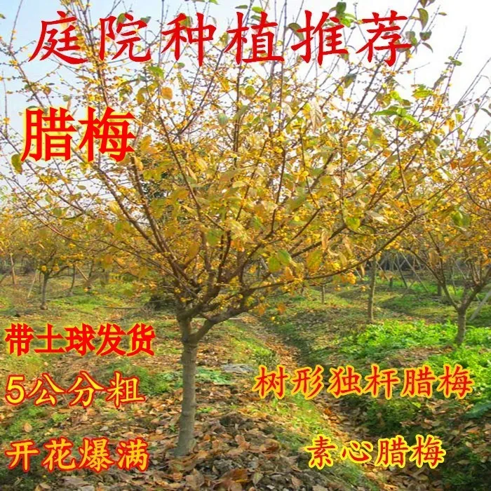 腊梅树苗高杆棒棒糖浓香型素心腊梅花苗盆栽地栽南北方种冬季开花
