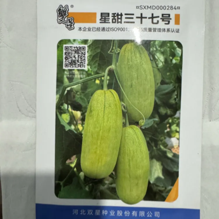 星甜三十七号甜瓜种子高抗水瓤和裂瓜，口感脆甜，特高产易管理