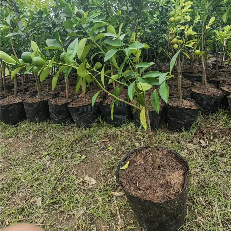 海南小青桔带果发货（酸桔)