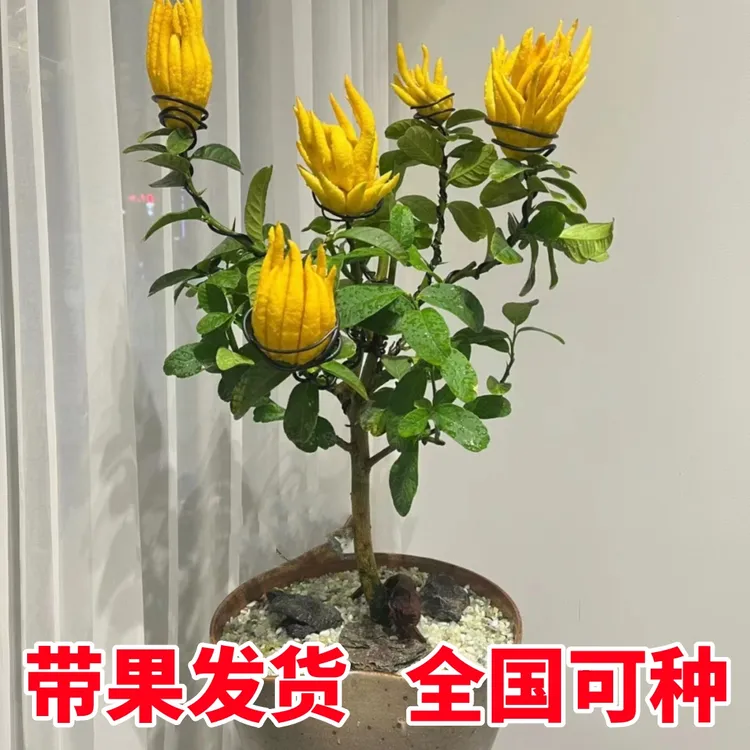 佛手树盆栽带果金华佛手柑树苗可食用室内外阳台庭院四季花卉绿植