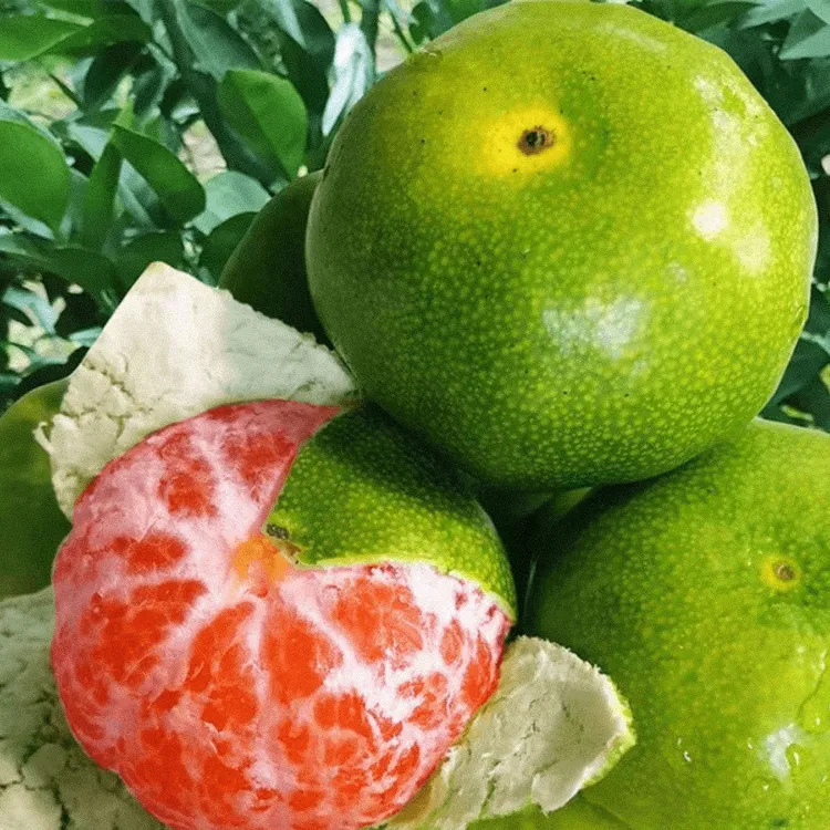 新品种青皮蜜桔苗 日南一号桔苗早熟青柑橘苗 嫁接无核蜜桔子树苗