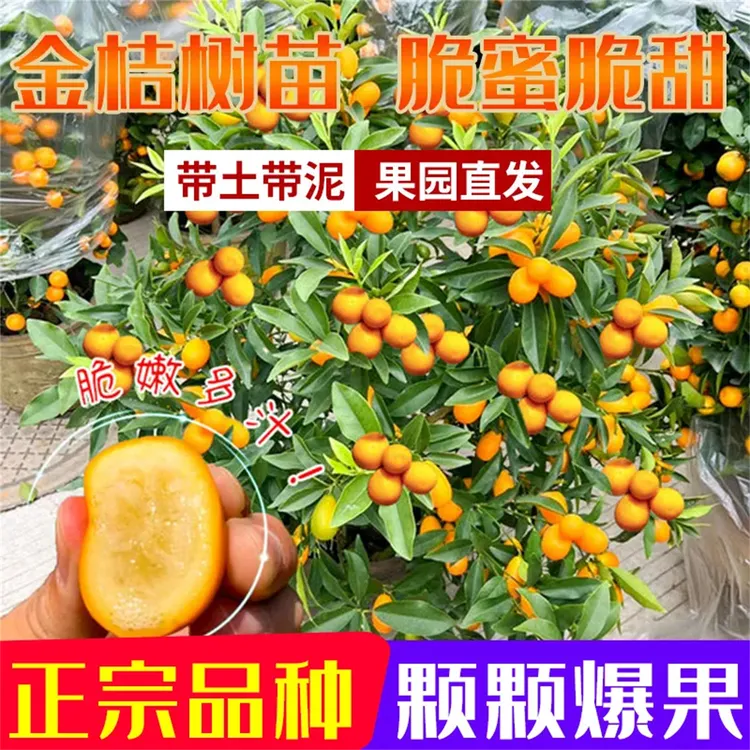 金桔树盆栽带果可食用脆皮金桔橘子树苗阳台庭院耐寒四季开花结果
