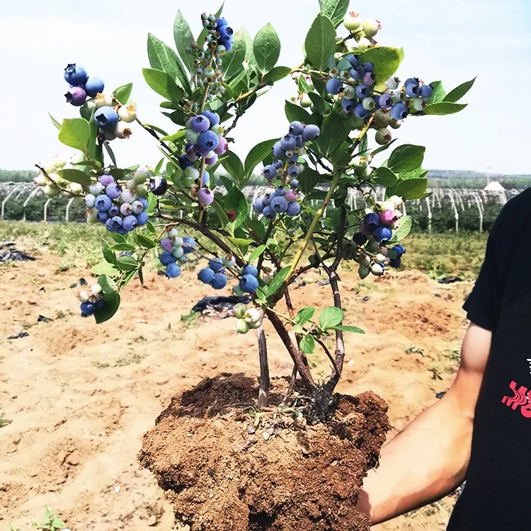 兔眼蓝莓苗北方南方种植果树苗盆栽地栽苗带果发货带土蓝梅苗