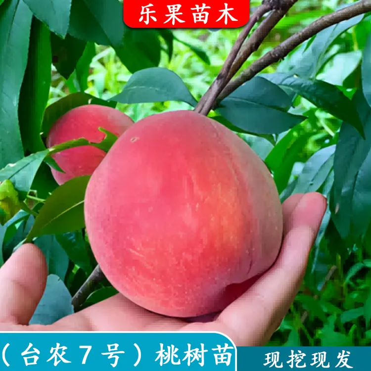 台农蜜7号水蜜桃苗南方水蜜桃红玲平地水蜜桃苗盆栽庭院热带桃苗