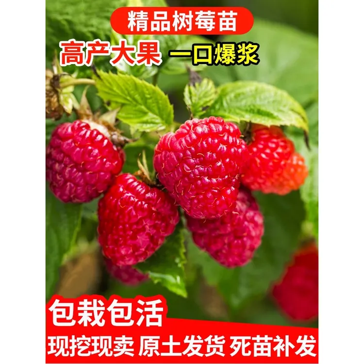树莓苗双季覆盆子果树苗盆栽地栽南北方种植当年结果红黄黑树莓苗