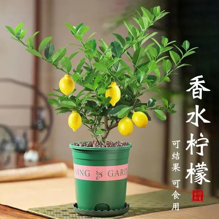 香水柠檬四季开花可食用柠檬树苗盆栽地栽耐寒好养室内绿植包成活