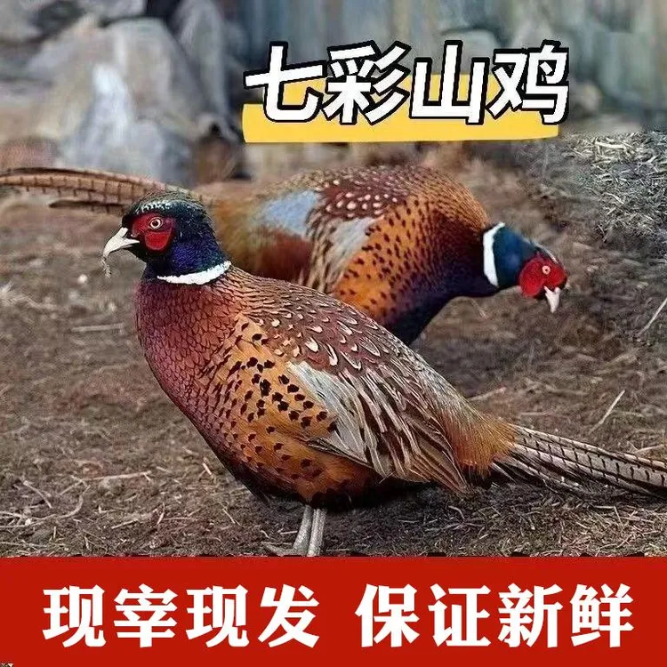 【户外散养1年的】的山鸡2只总净重3.2-4斤现宰现发 保证新鲜保鲜